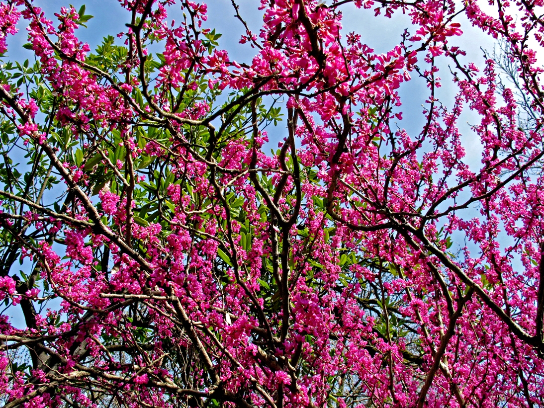 Розовое дерево в сочи. Дерево с ярко розовыми цветами. Декоративное дерево с розовыми цветами. Дерево цветет розовыми цветами. Дерево с яркими розовыми цветами.